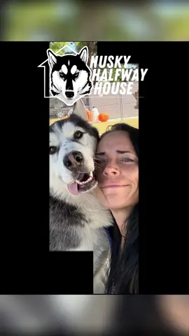 Vinny got adopted 😭.  BUT..  I need EVERYBODY to step up and adopt. I am not even kidding. The situation is dire. 💔  4 more went home yesterday but 4 more are coming back!  THIS IS TOO HARD GUYS! These dogs are sitting here for way too long!! Every single day it costs money to take care of them, and every day that we don’t get an adoption, cost us more money and worse, another life we can’t save.  We are at a loss on what to do . 😟 Every week we beg for adoptions, every single day we highlight a dog! This morning our cute post got over 800 reactions yet or highlighted Dog got less than 100. We do have applications in process, but it’s not going fast enough and donations have dropped big time. Breakfast club is helpful but our expenses are way too high because we have too many dogs!!  This time I’m not asking you for donations . This time I’m asking you to adopt. You don’t actually have to take the dog home, but I really really need you to adopt one because there are not enough resources here for us to do it ourselves.  You can adopt one dog for $10 a day. That’s what it cost for them to be here.  Or you can adopt five for the day.. or you can adopt one for a whole month.  But whatever you do guys, please adopt.  Here is how you can do it. Just click here and adopt.  https://www.huskyhalfwayhouse.org/h3-virtual-adoptions  I’ll repeat you do not have to take a dog home, but I need you to adopt one because my team and I are not enough!  ADOPT. Virtually. Just do it. We can’t do it alone. GO. 🙏 #virtualadoption #adoptdontshop #HalfwayHusky #huskyhalfwayhouse #supportrescue 