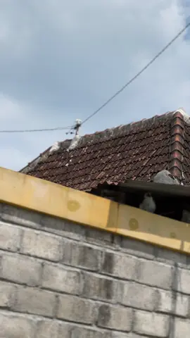 gaul #fizr #ypcs #2stroke 