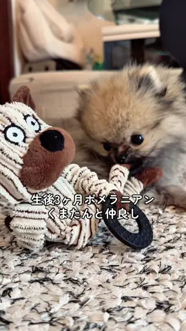 まだまだ赤ちゃんたぬき🥹❤️お気に入りのくまたんと遊んでるところをただ見せる動画です🐻カミカミ姿が可愛い…♡ #ポメラニアン #ポメラニアンのいる生活 #ポメラニアン子犬 #pomeranianpuppy #pomeranian 