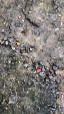 #fypp #sonicthehedgehog #Sonic 150r Lên đồ Chơi #sonicthehedgehog