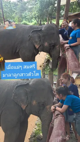 แม่ๆอุปถัมภ์มาลาลูกสาวตัวโต สมศรีจะออกอากาศเศร้า อ้อนแม่ๆให้อยู่ต่อ😍🐘#ติดเทรนด์วันนี้tiktok #พี่สมศรีน้องใบบุญ #ควาญตั้มพ่อน้องสมศรี #พ่อเคนใบบุญ @น้องใบบุญ&ควาญเคน🐘🧑🥰❤️ @Sawang Komkam @น้องสมศรี#ควาญตั้ม 