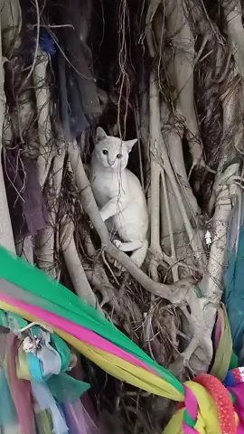 แมวเจ้าที่พาหลอนๆ #หลอน #chapeem #เจ้าที่แรง #แมว #น่ากลัว 