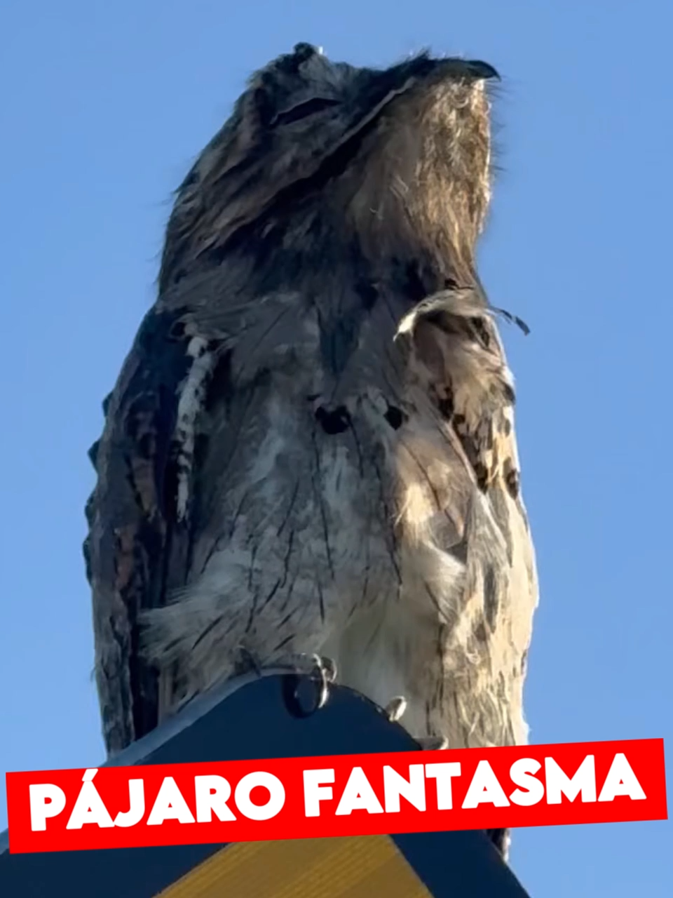 😱🪶 ¡APARECE EL MISTERIOSO “PÁJARO FANTASMA” EN MÉRIDA! Un inusual avistamiento ha sorprendido a los habitantes de Yucatán. 🌙 La usuaria Antonelli G. Vane compartió en el grupo de Facebook “Aves de la Península de Yucatán” su encuentro con el enigmático pájaro estaca, también conocido como pájaro fantasma o pájaro bruja, a la orilla de la carretera Mérida–Progreso. 🚗🌴 Esta especie, de nombre científico Nyctibius griseus, es rara en la región y suele habitar en países como Perú, Argentina y Bolivia. Aunque su aspecto y su canto —que muchos comparan con un lamento humano— pueden causar temor, el pájaro es totalmente inofensivo y juega un papel crucial en el ecosistema, al controlar poblaciones de insectos. 🪲🌳 Antonelli expresó su asombro con una frase que lo resume todo: 💬 “¡La naturaleza es increíble!” #pajarofantasma #pajarobrujo #mérida #yucatan #poresomx