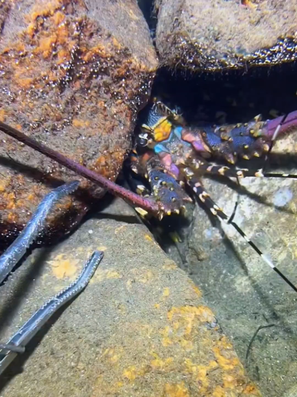#diving #crab #catchthesea #seafood #seaside 