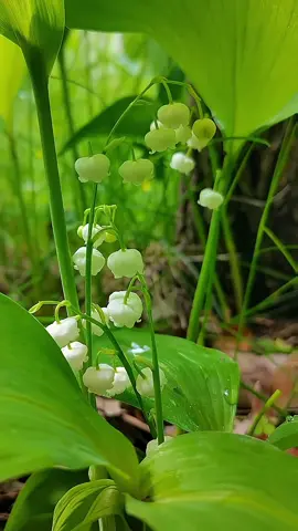 Hoa Linh Lan🌸🌸 Loại hoa bé nhỏ nhưng mang hương thơm nhẹ nhàng dễ thương🥰 #hoadep #hoacaycanh #hoasanvuon #hoalinhlan #linhlantrang 