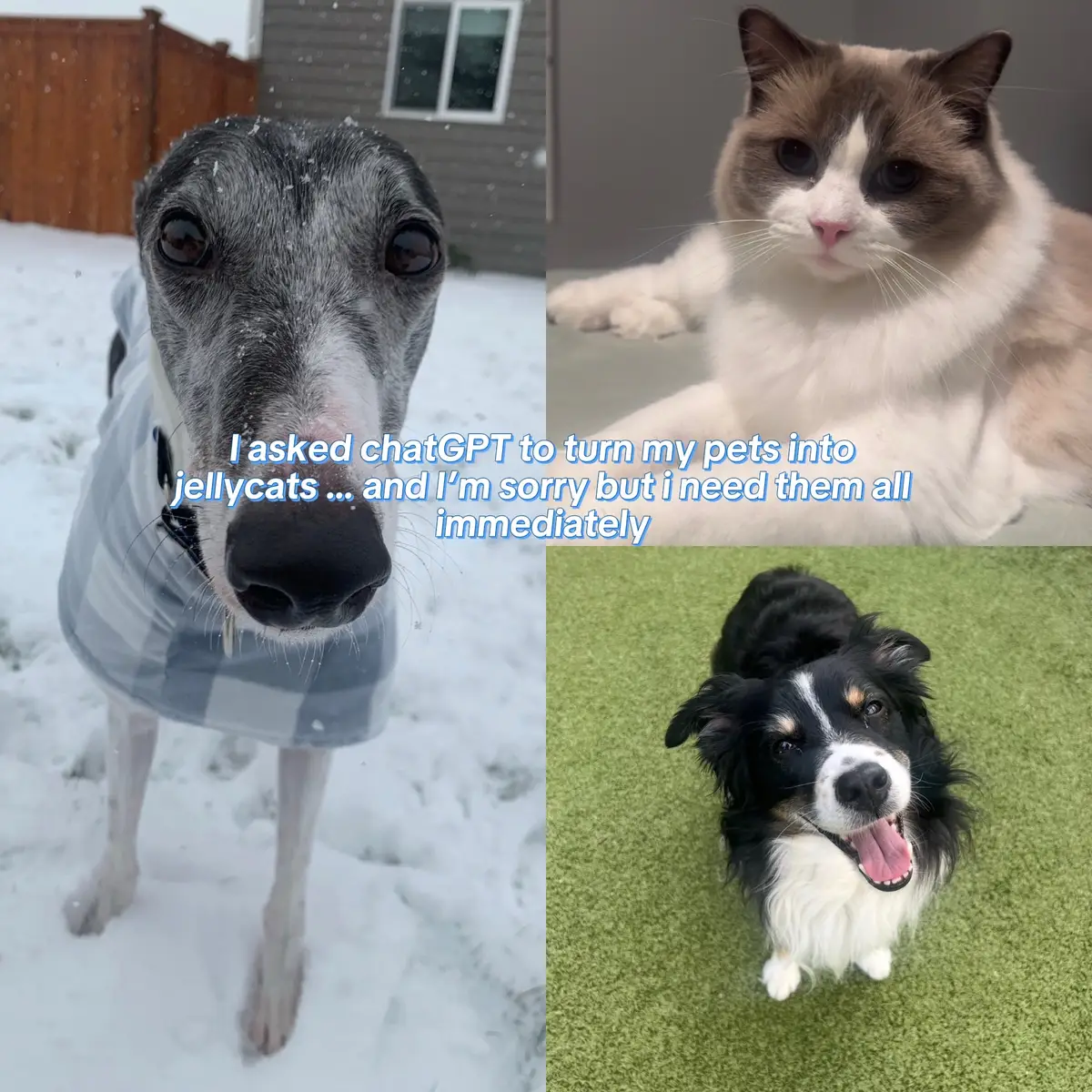 And don’t judge me too hard for using chatGPT , I don’t love  it, but these were just so cute😭  can someone convince @Jellycat to make these #jellycat #greyhound #australianshepherd #ragdoll #jellycattoys 