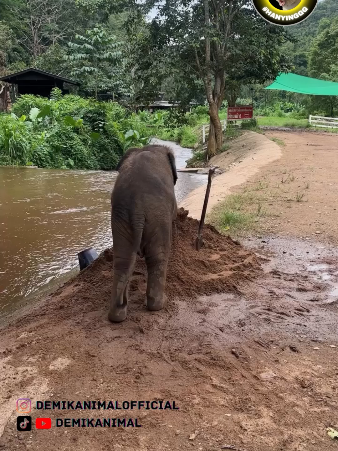 SEPERTI MENCARI MAINAN DI TUMPUKAN PASIR #fyp #foryoupage #foryou #dubbing #dubbinglucu #dubbinghewan #dubbingbinatang #demikanimal #dubbingindonesia