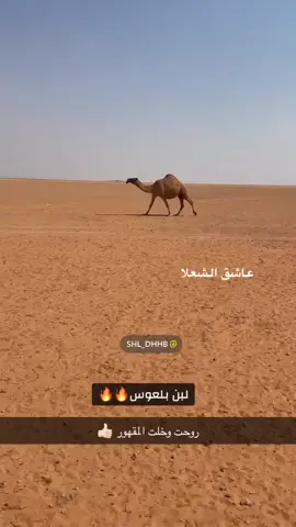 #ابن_بلعوس #كنق_الشعلا 