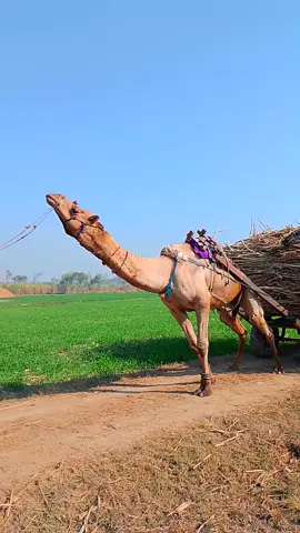 Camel 🐪 from sindh pulling cart  #fypシ゚viral #foryoupageofficiall #animals #unfeezmyaccount #growmyaccount 