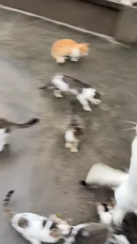 ,😺🌽😺#catsoftiktok #cat #cstlover #straycat 