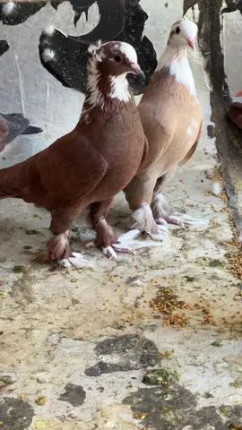 #الحمام #الحمر #الشعب_الصيني_ماله_حل 