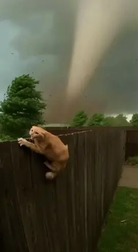 cat got blown away by a tornado 😭😭 #itsaidontworry 