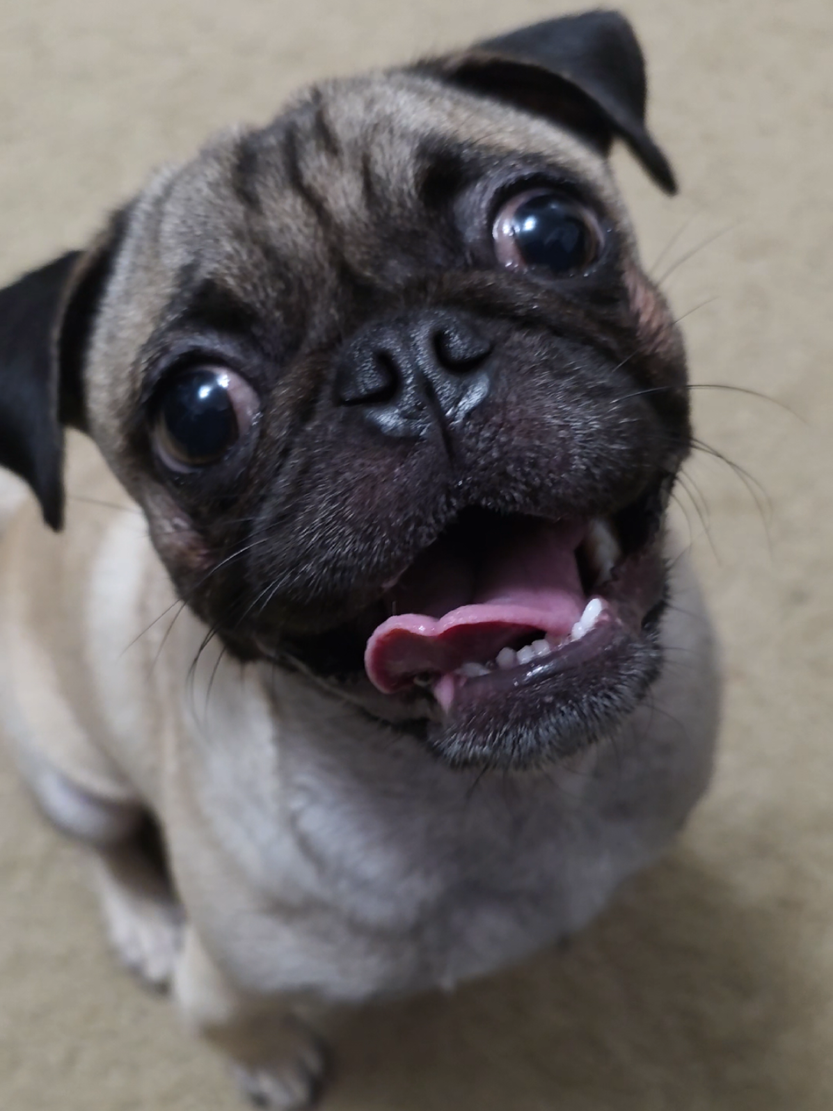 This Gumby addiction is getting expensive lol #dog #dogsoftiktok #pugs 