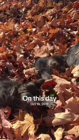 #onthisday when moose was a little baby and his brothers . Ugh why can’t they be tiny again lol 😂 #foryoupage #foryou #catslovers #catsoftiktok 