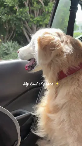 They love car rides ♥️♥️ #dogsfyp #dogs 
