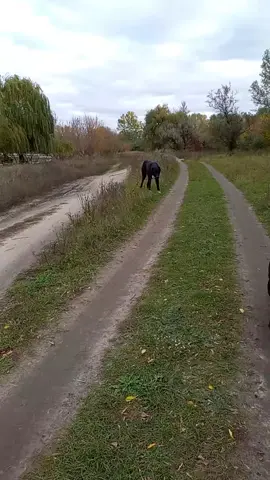 Aksi dog school  (Школа вихованя собак Аксі) #вихованнясобаки #дресирування #дресируваннясобаки #дресура #поведінкасобаки 