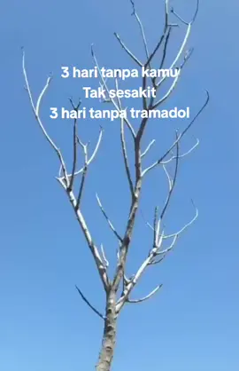 #tm #obatpenenang #hci 