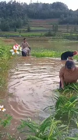 Panen jahe dengan rimpang yang sangat besar-besar dan maksimal  #fyp #viral #trending 