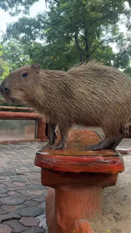 กะปิปลาร้า 🤣🤣🤣 #capybara #ฟาร์มจระเข้สมุทรปราการ #fyp #ilovetiktok 