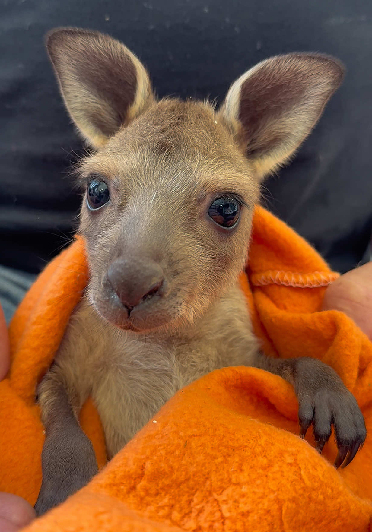 Meet “Buttercup”, the newest addition to our family ❤️ #wildactionzoo#kangaroojoey#cutejoey #babykangaroo #australiananimals 