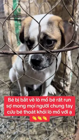 #yeuthuongdongvat #xhhuongtiktok #cuuhocho 