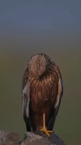 #CapCut 