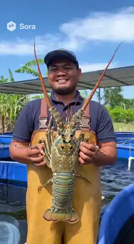 Berjaya ternak lobster Besar Gajah 