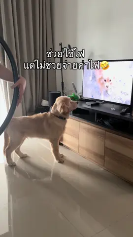 ทีวีก็ต้องดู แอร์ก็ต้องเปิด ไม่เปิดก็ร้องอีก😑 #โกลเด้นเป็นหมาตลก 