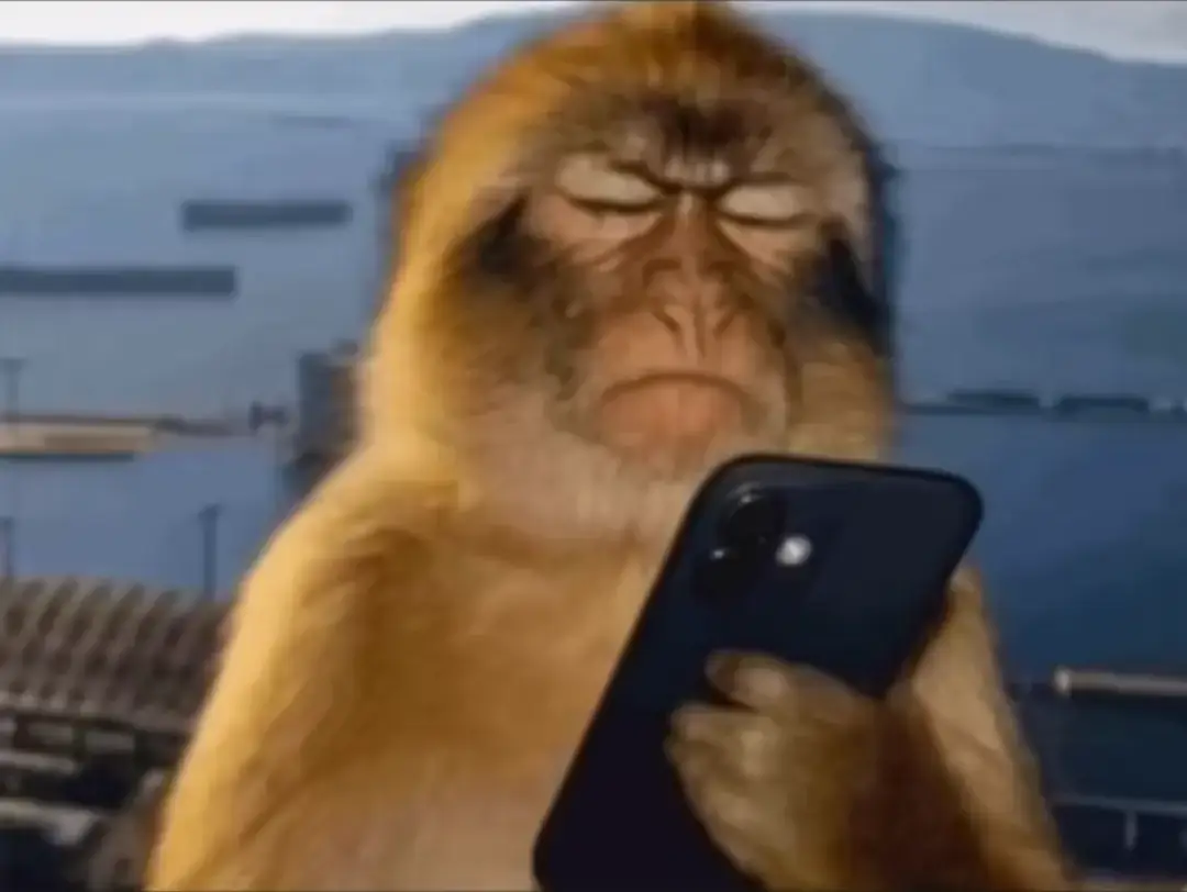 foto mentahan nya gaiss #monkey #trend #nonchalant #youdaone #fyp 