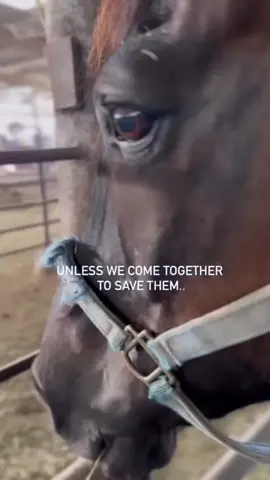Would you be a kind person and push 4 buttons to help us please 🙏?#vetbills #horselover #horsesofinstagram #horsesoftiktok #horserescue 