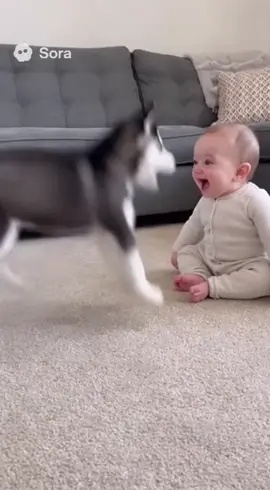 Baby and baby Husky smile #sora2 #xh #fyp #husky #baby 