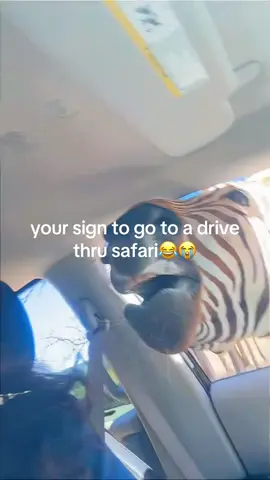 bro the zebra LOL 🦓😂😂😂😂😂 this was a blast😂😂😭😭😭 #safari #drivethruzoo #funny #fyp #foryoupage 