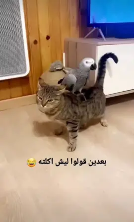 #طرائف_أبوإياد_الواصلي 