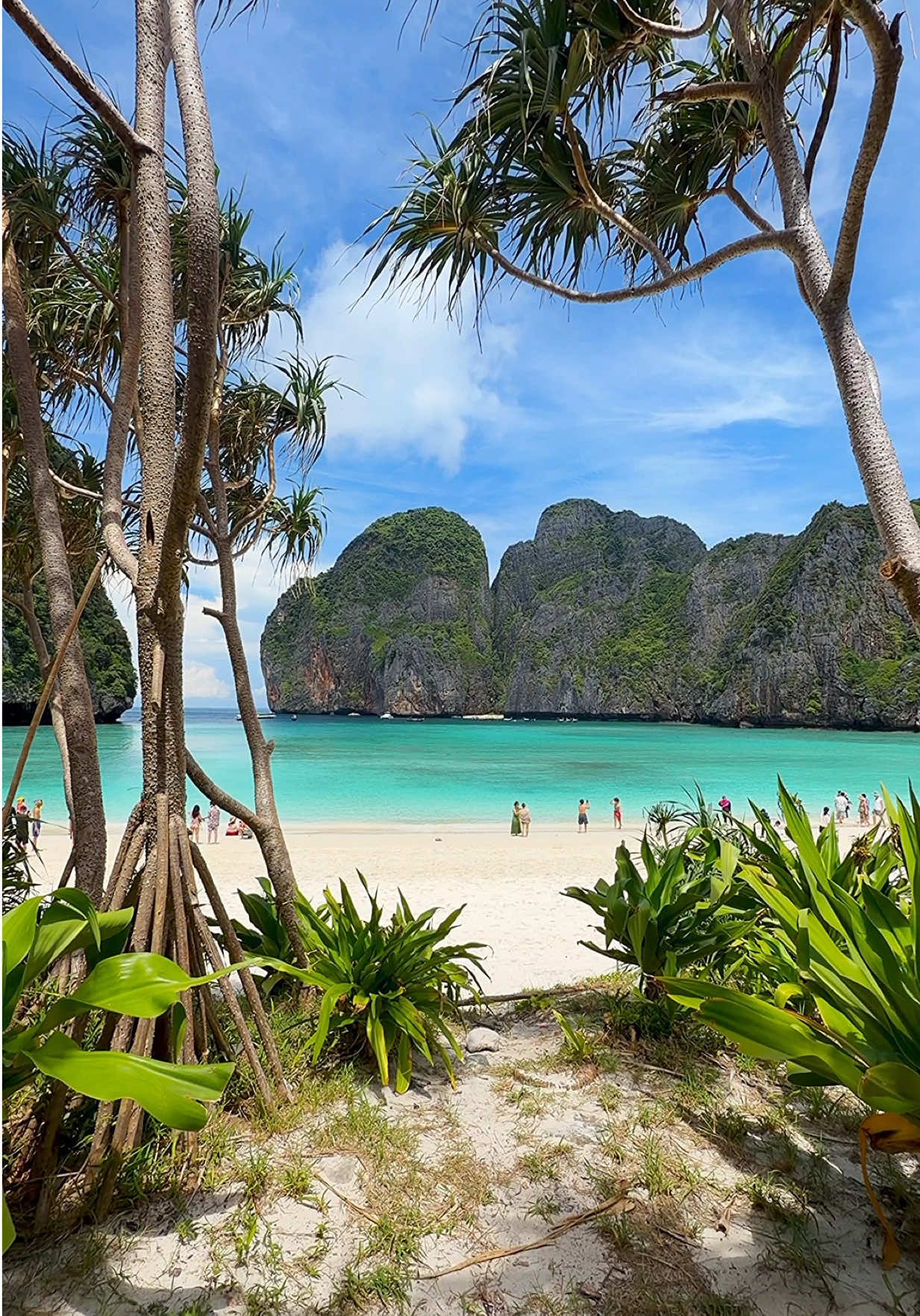 Palm-framed paradise vibes 🌴💦 📍Maya Beach - Koh Phi Phi , Krabi Thailand 🇹🇭  . . #thailandtravel #beachvibes #landscape #nature #relaxing 
