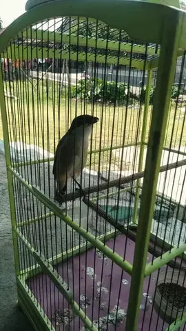 #fyp #cendet #cendetmaniaindonesia#kicaumania_indonesia#masukberandafyp 