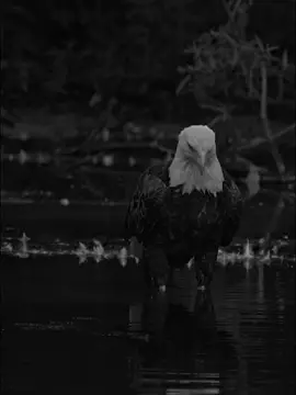 Beshak 💯🦅 #CapCut #foryou #foryoupage #viraltiktok #0ye_tariq 