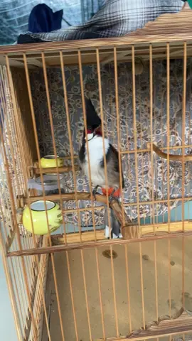 mới săn đuoc em hàng thằng em hàng xóm nuôi nghe hót đi mồi . gio về tập giàn thấy em nó lanh lẹ nên thử vận may chim sạch 