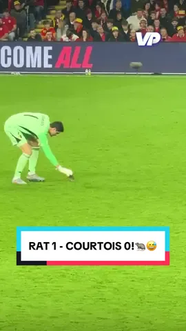 Rat 1 - Thibaut Courtois 0!🐀😅 Een rat, die tijdens Walves - België het veld op kwam, was Courtois en zijn teamgenoten elke keer te snel af.😂 #voetbalprimeur #courtois