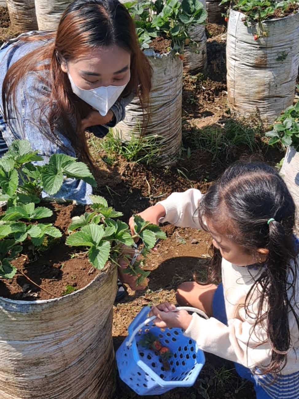 🍓🤏#metikstrawberry#kebunstrawbery  #batumalang #trend #fyp 
