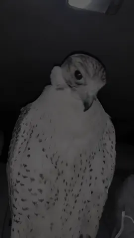 في بعض الآحيان .. لا لا في كل الاحيااان اخاف لا حام طيري ينزل على كف غيري . واعيش ندمان لا لا بموووت ندماااااان #شاهين #you #سكاكا_الجوف_تصويري_اكسبلورر 