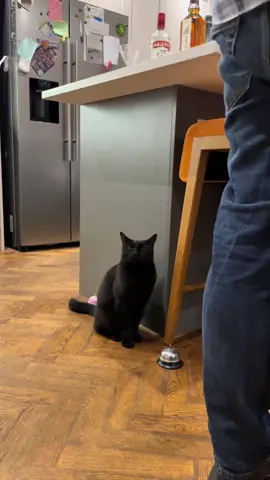 When I’m at the party and nobody listen to my conversation. #catsoftiktok #fyp 