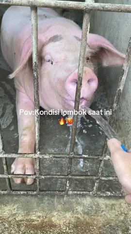 #lombokpanas 