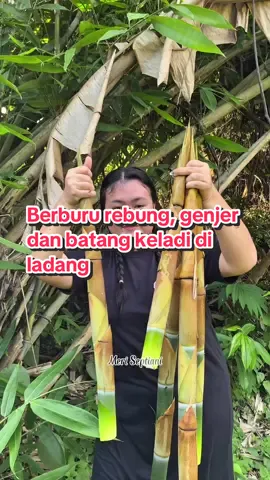 Berburu genjer, batang keladi dan rebung diladang #ladang #batangkeladi #rebung #genjer #seru 