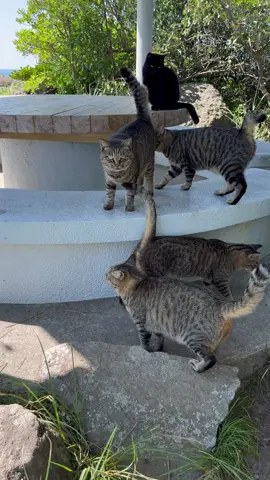 Japan's Cat Island: Meet the Fluffy Rulers of the Coast!     #straycat #FriendlyCat #japan #CatVideo #Kitten 