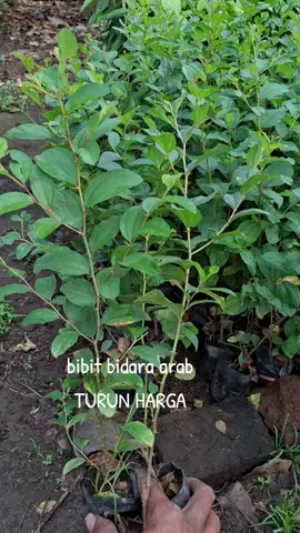 belinya di sini