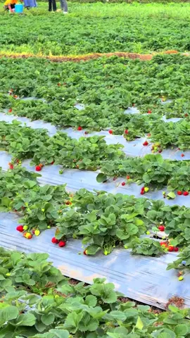 Ajakin petik cetobeli dong kak 🥹🍓 #petikstrawberry #strowberry #viral #fyp 