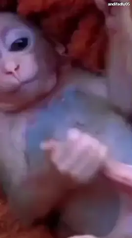 monkey sedang beraksi dengan gayanya sendiri guyss#wkwwkk🤪🤪🤪#andifadly #fypツviral tiktok com