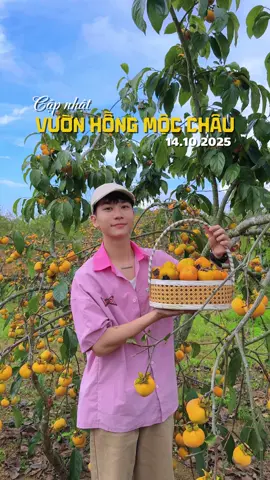 Vườn hồng Mộc Châu đang đẹp lắm rồi, tới check in ngay thôi 🥰 #toandidaudo #vuonhongmocchau #checkinmocchau #dulichmocchau #reviewmocchau 