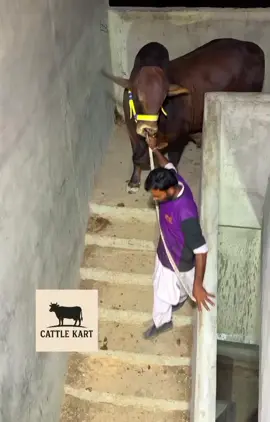 rooftop shouq 🤩🔥#cattlefarm #follower #trending 