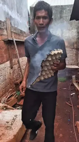 Nggak Nyangka! Daun Sereh Bisa Hilangkan Semua Nyamuk dalam Sekejap! #tukang 